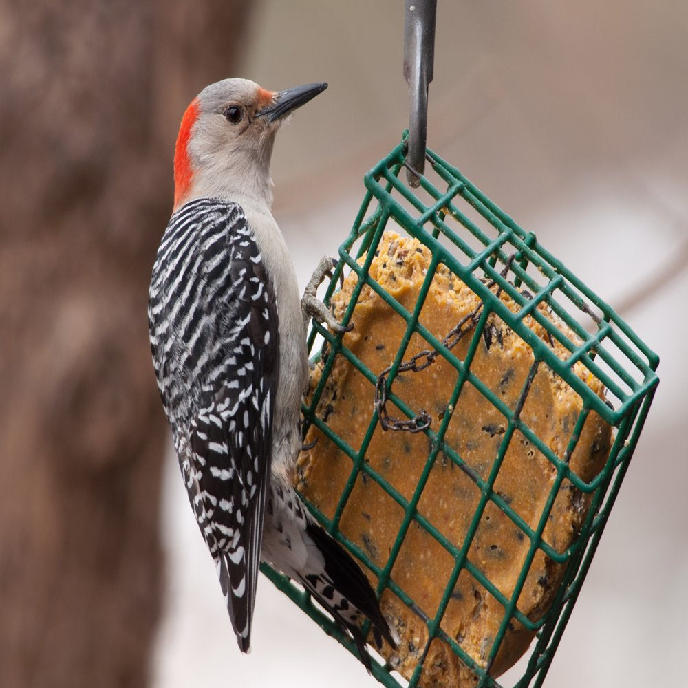 C&S Woodpecker Suet Treat, 11 Oz Cake, Wild Bird Food Animals & Pet Supplies > Pet Supplies > Bird Supplies > Bird Food Central Garden and Pet   