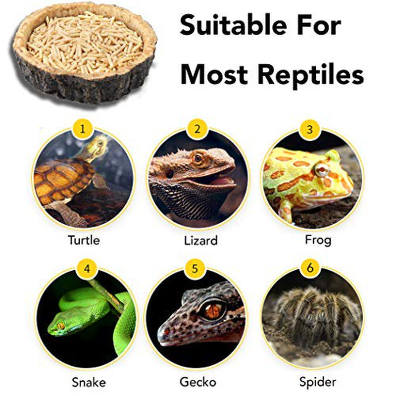 Calpalmy 2 Pack Reptile Food Bowls - Reptile Water and Food Bowls, Novelty Food Bowl for Lizards, Young Bearded Dragons, Small Snakes and More - Made from Non-Toxic, Bpa-Free Plastic