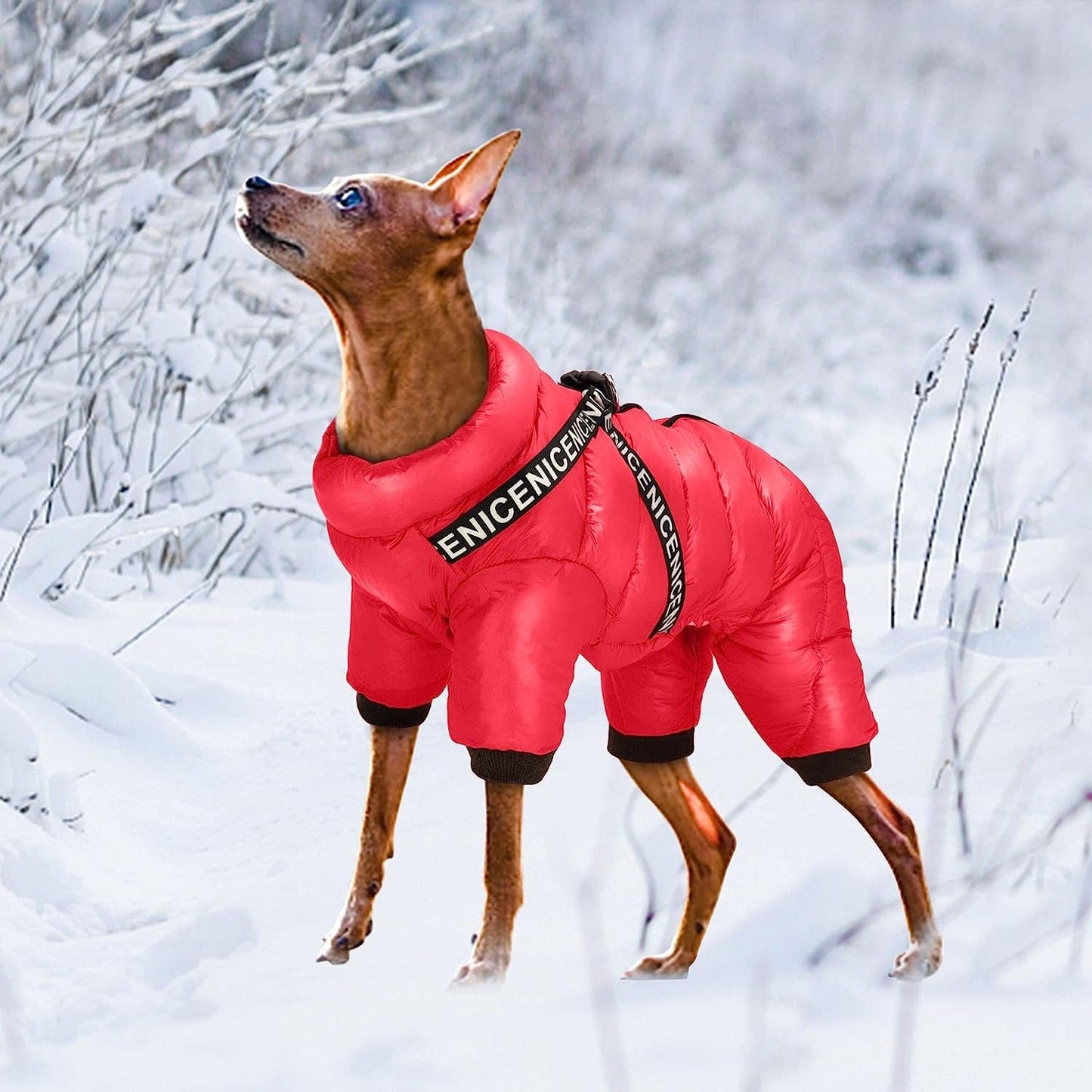 Didog Winter Small Dog Coats,Waterproof Jackets with Harness & D Rings,Warm Zip up Cold Weather Coats for Puppy & Cats Walking Hiking,Red,Chest: 17" Animals & Pet Supplies > Pet Supplies > Dog Supplies > Dog Apparel Didog   