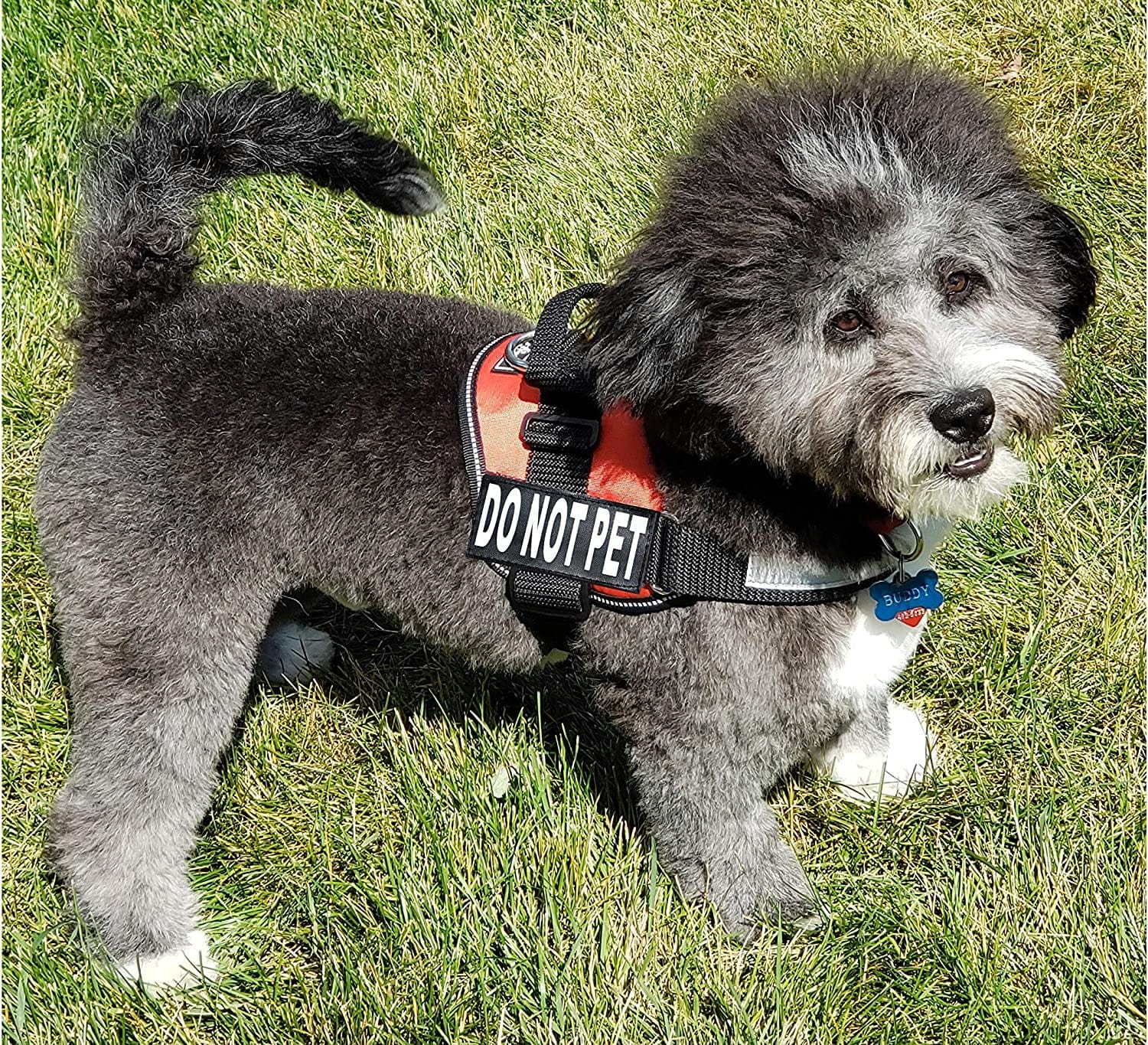 DO NOT PET Dog Vest Harness with Removable Patches and Reflective Trim. Comes with 2 DO NOT PET Reflective Removable Patches. Please Measure Dogs Girth before Purchase Animals & Pet Supplies > Pet Supplies > Dog Supplies > Dog Apparel Doggie Stylz   