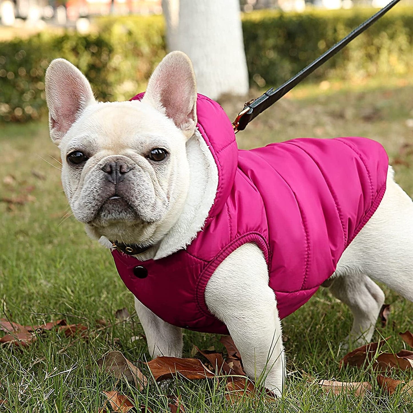 Dog Fleece Hoodie, Windproof Waterproof Dog Coat Fleece & Cotton Lined Warm Dog Jacket, Cold Weather Pet Apparel Clothes Vest for Small Medium Large Dog (M: Length 12.6", Chest 15"-17.3", Pink) Animals & Pet Supplies > Pet Supplies > Dog Supplies > Dog Apparel SAWMONG   