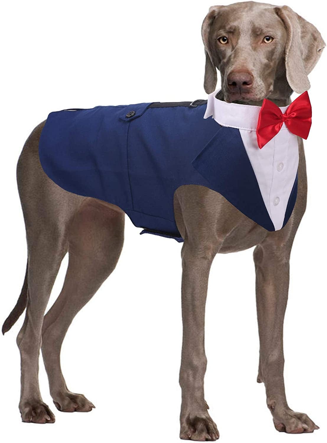  Dog Tuxedo, Formal Dog Wedding Bandana Dog Wedding Collar with Bow  Tie Dog Birthday Costume Adjustable Dog Party Outfit Dog Valentines Cosplay  for Small Medium Pets (S, Black) : Pet