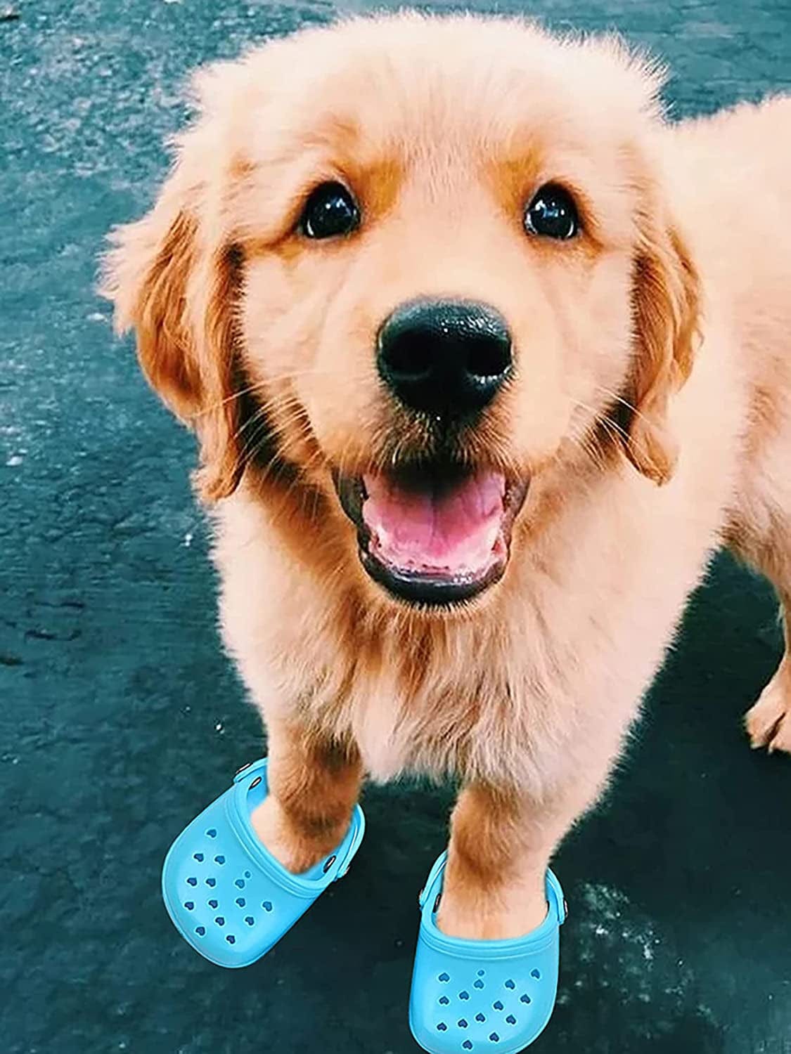 Dog Sandals, 8 Colors Optional, Puppy Shoes Crocs, Pet Sandals for Small Dogs, Pet Lovely Shoes for Taking Photos, Cat Shoes for Summer Blue Animals & Pet Supplies > Pet Supplies > Dog Supplies > Dog Apparel GabeFish   