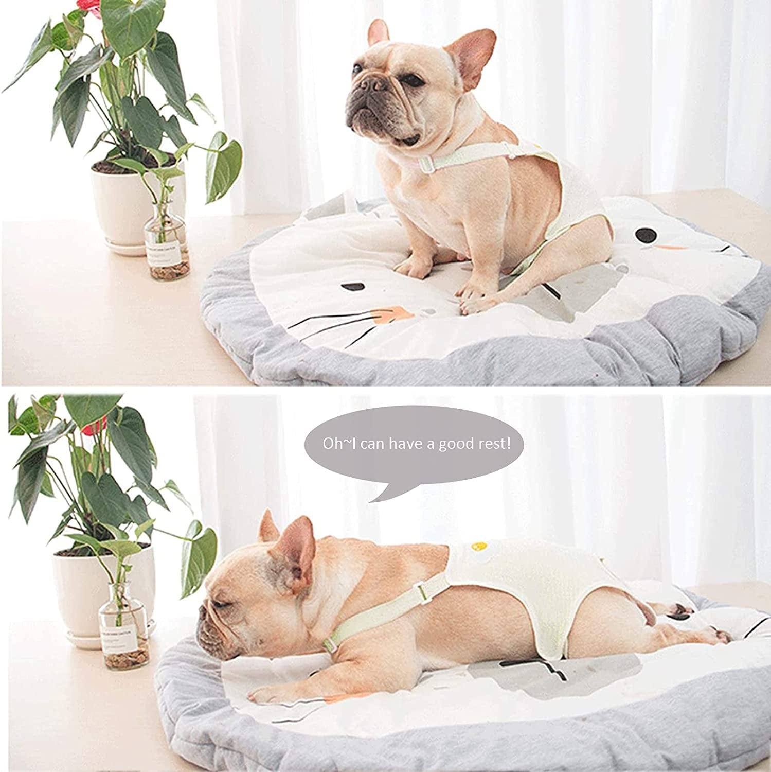 Best Deal for Cute Corgi Dog Sleeping Full Coverage Underwear For Women