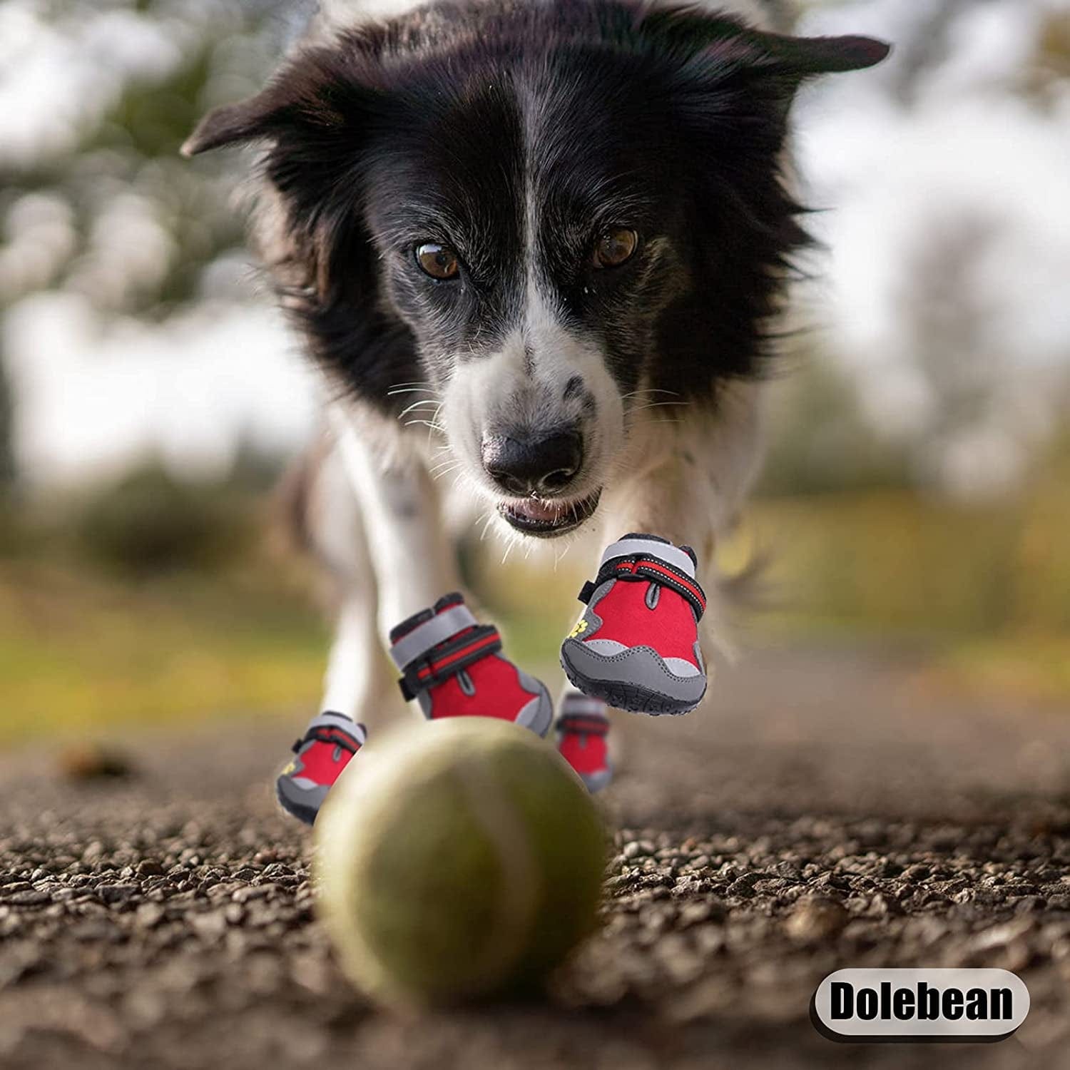 Dog shoes for wooden floors Clearance