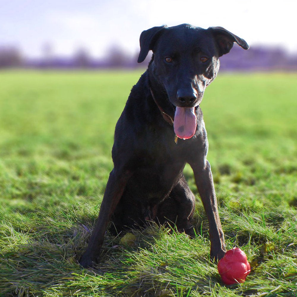 Titan Pet Products Busy Bounce Durable Rubber Dog Toy, Medium, Red Animals & Pet Supplies > Pet Supplies > Dog Supplies > Dog Toys Lavelle Industries, Inc.   