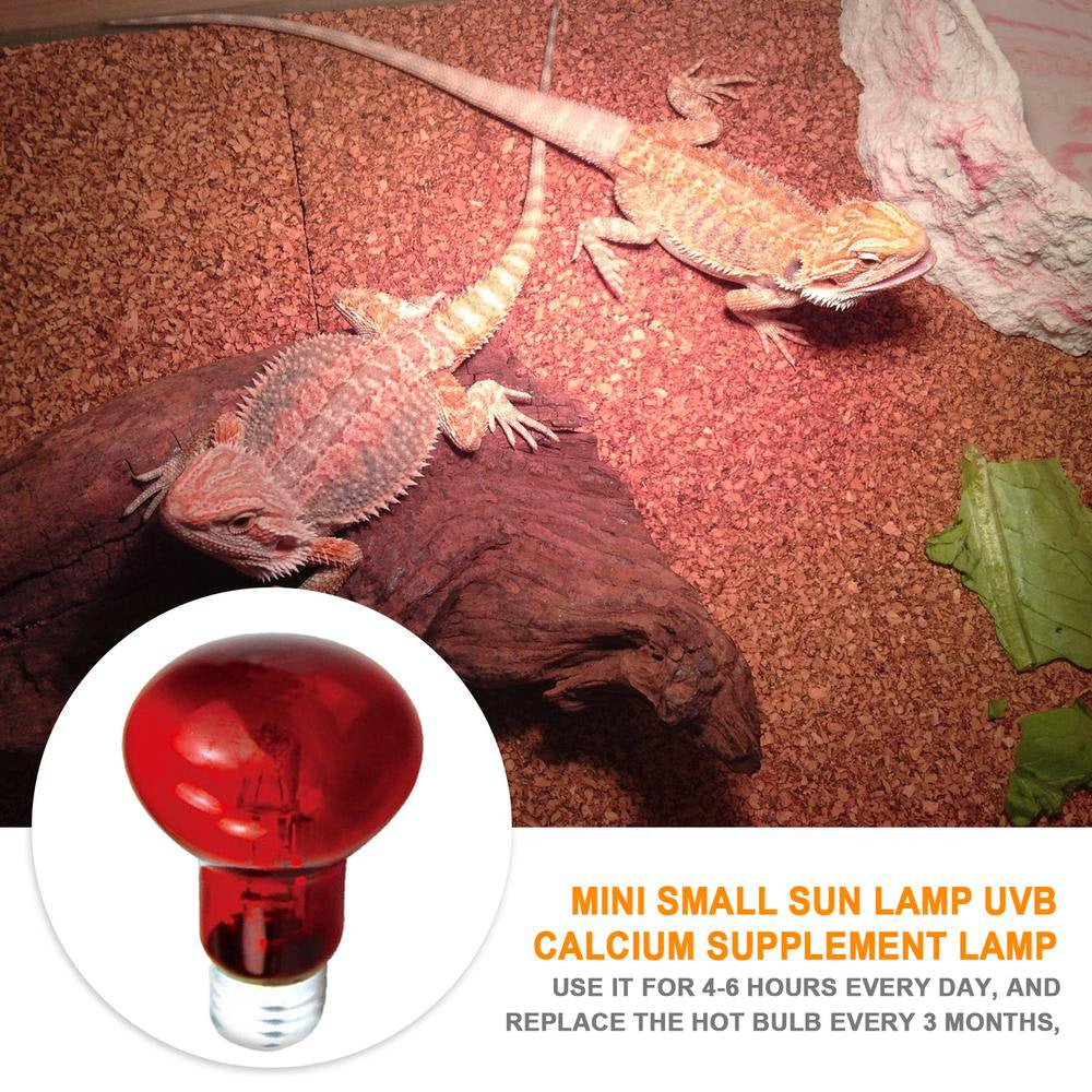 Bearded Dragon Temperatures & UVB Requirements