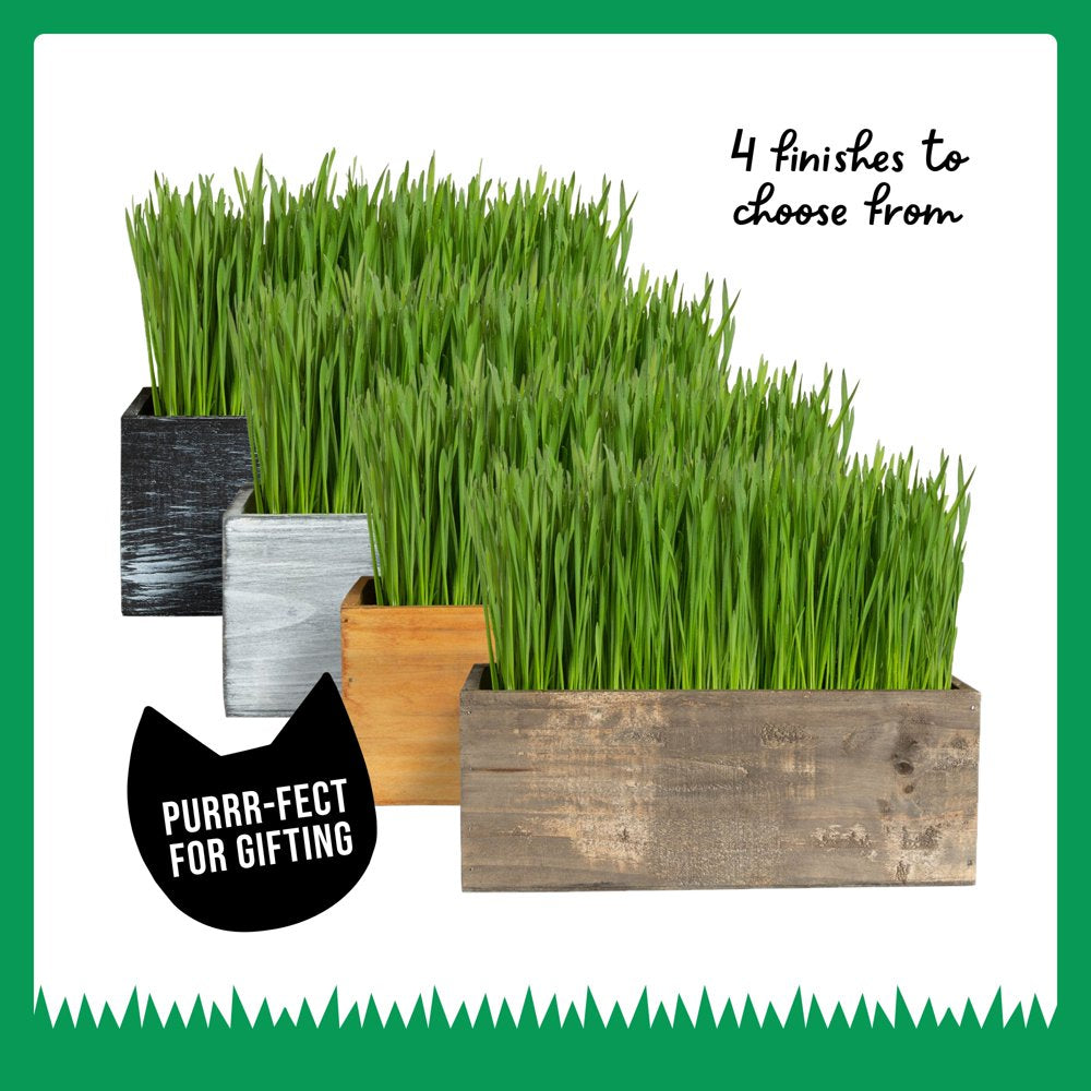 The Cat Ladies Organic Cat Grass Growing Kit with Black Wooden Planter Animals & Pet Supplies > Pet Supplies > Cat Supplies > Cat Treats The Cat Ladies   