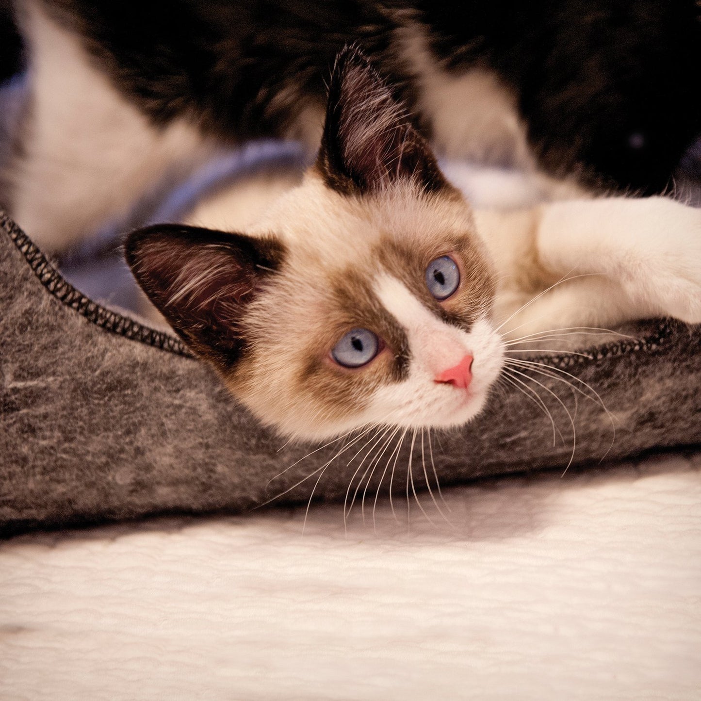 K&H Amazin Kitty Lounger Pet Cat Bed, Gray Animals & Pet Supplies > Pet Supplies > Cat Supplies > Cat Beds K&H Pet Products   