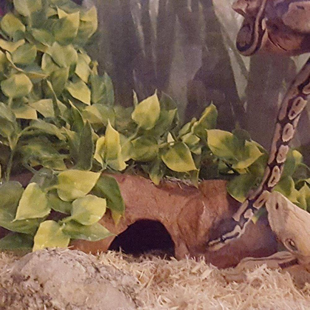 Summark Reptile Plants Amphibian Hanging Plants for Lizards Geckos Bearded Dragons Snake Hermit Crab Tank Pets Habitat Decorations Animals & Pet Supplies > Pet Supplies > Reptile & Amphibian Supplies > Reptile & Amphibian Habitats Sunmark   