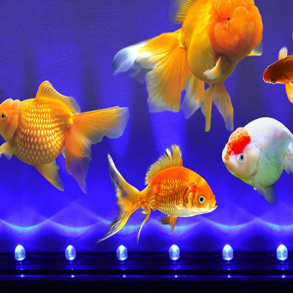 Colorful Slow Flashing Led Diffuser Light Fish Tank Light Bubble Lamp Sq-6,Aquarium Accessories,Black Animals & Pet Supplies > Pet Supplies > Fish Supplies > Aquarium Lighting Nini   