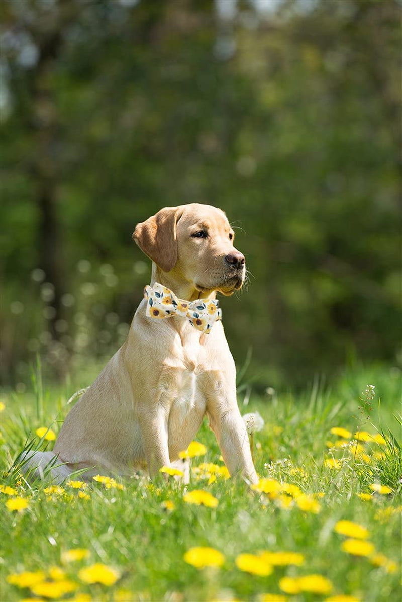 Elegant Little Tail Sunflower Print Dog Collar, Girl Dog Collar with Bow Adjustable Soft Bow Tie Dog Collars for Medium Dogs Animals & Pet Supplies > Pet Supplies > Dog Supplies > Dog Apparel Elegant little tail   