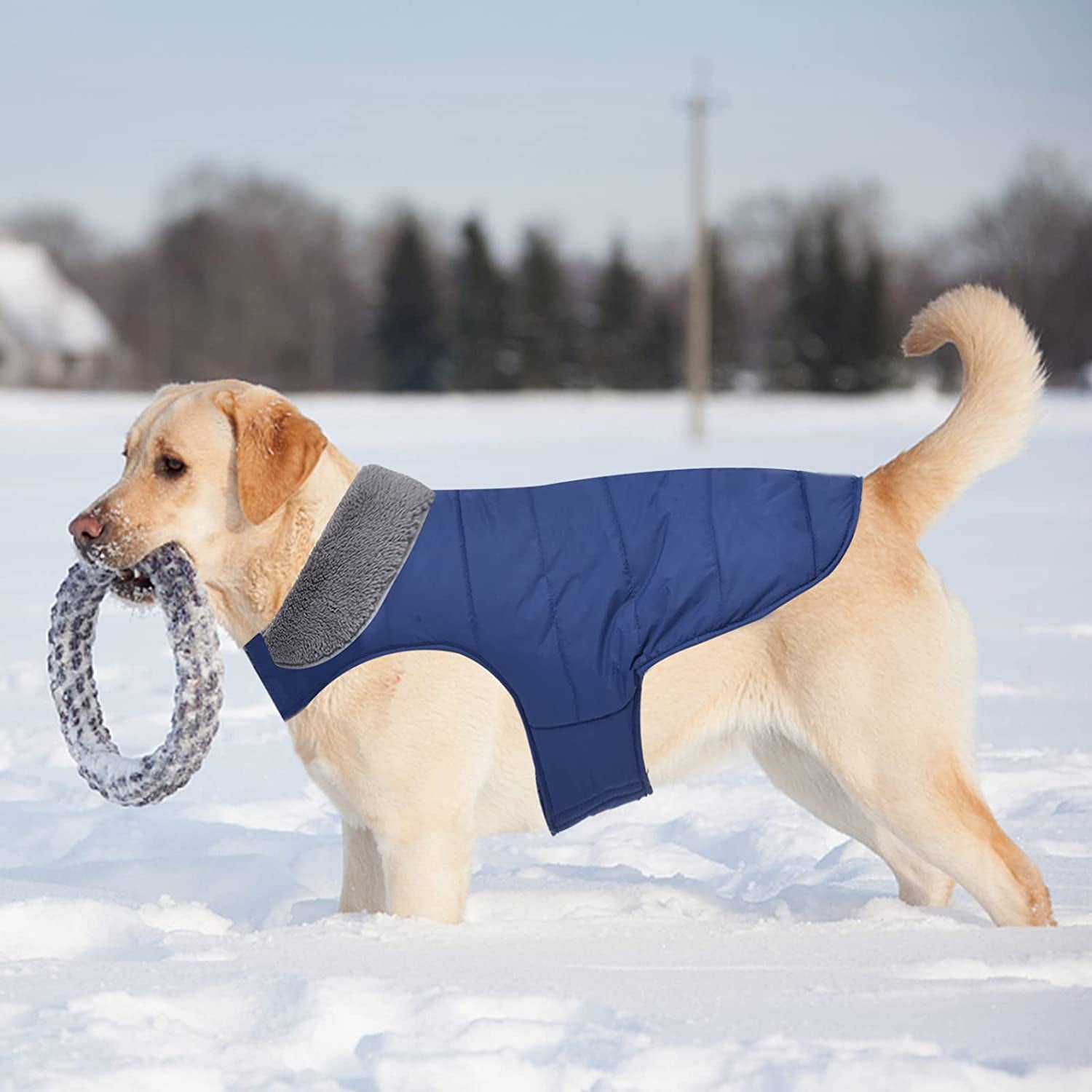 Waterproof Dog Coat, Christmas Dog Jacket for Cold Weather, Warm Reflective Dog Winter Appreal, Windproof Comfy Pet Vest for Small Medium Extra Large Dogs Pets Boy (Blue, XS) Animals & Pet Supplies > Pet Supplies > Dog Supplies > Dog Apparel Petglad   