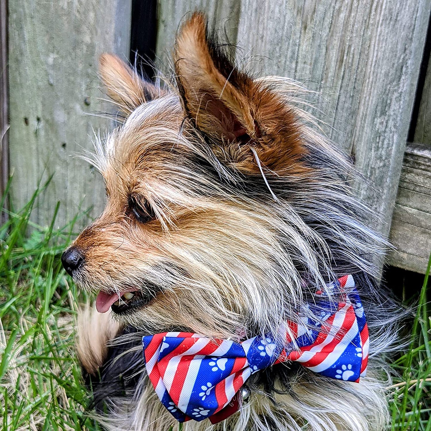 H&K Bow Tie for Pets | Paws & Stripes (Small) | 4Th of July Velcro Bow Tie Collar Attachment | Fun Bow Ties for Dogs & Cats | Cute, Comfortable, and Durable | Huxley & Kent Bow Tie Animals & Pet Supplies > Pet Supplies > Dog Supplies > Dog Apparel Huxley & Kent   