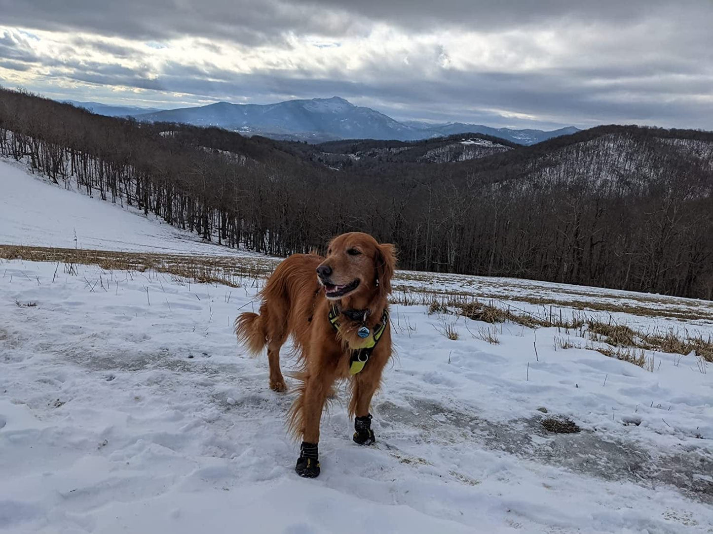 Expawlorer 4PCS Anti-Slip Dog Shoes - Waterproof & Stain Resistant Dog Booties with Reflective Straps for Outdoor Hiking, Dog Paw Protectors for Hot Pavement, Winter Snow, Fit All Breed Dogs Animals & Pet Supplies > Pet Supplies > Dog Supplies > Dog Apparel HAOBO   