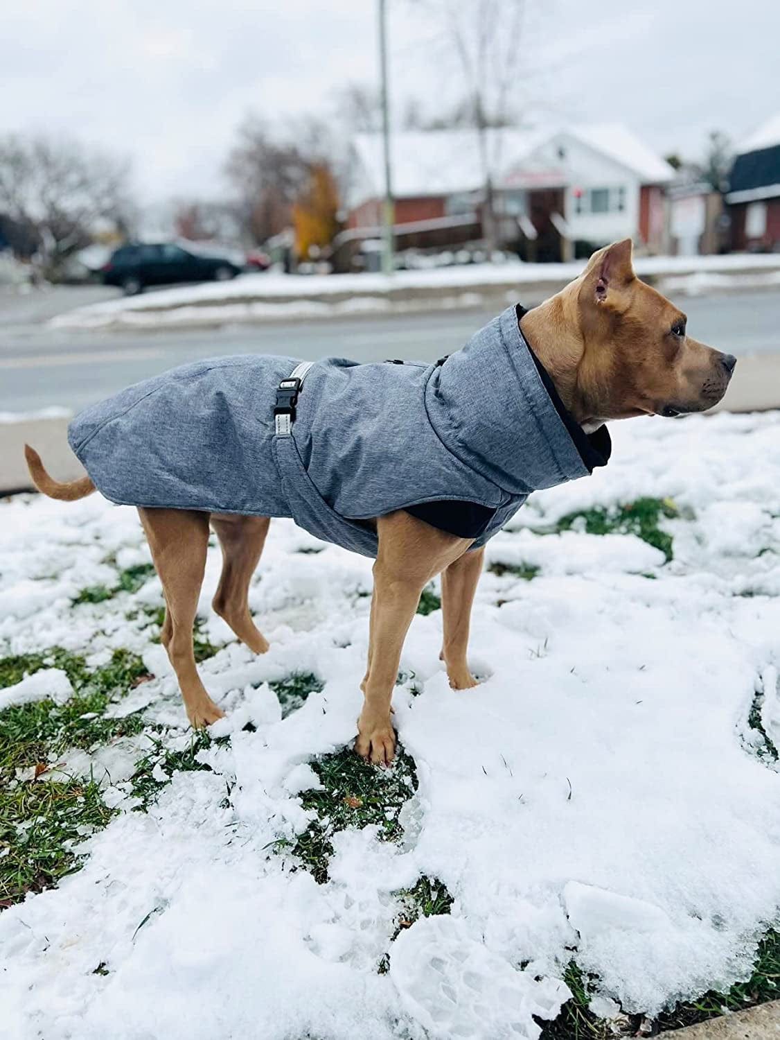 Explorer Cotton Lining Big Dog Winter Jacket (Large/Xl) Animals & Pet Supplies > Pet Supplies > Dog Supplies > Dog Apparel Fuzhou Weikai Pet Product Ltd.,   