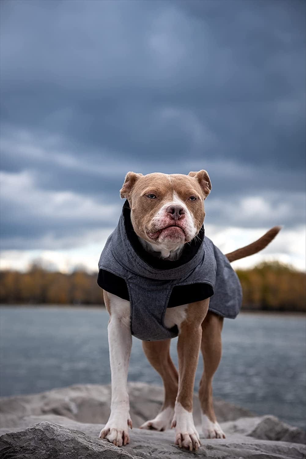 Explorer Cotton Lining Big Dog Winter Jacket (Large/Xl) Animals & Pet Supplies > Pet Supplies > Dog Supplies > Dog Apparel Fuzhou Weikai Pet Product Ltd.,   