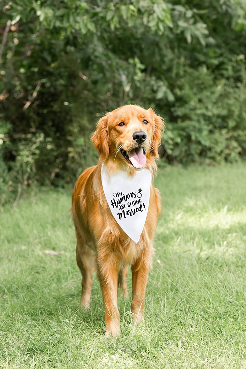 My Humans Are Getting Married Dog Bandana, Wedding Dog Bandana, Dog Engagement Announcement, Wedding Photo Prop, Pet Scarf, Pet Accessories Animals & Pet Supplies > Pet Supplies > Dog Supplies > Dog Apparel Moonwake Designs Co   