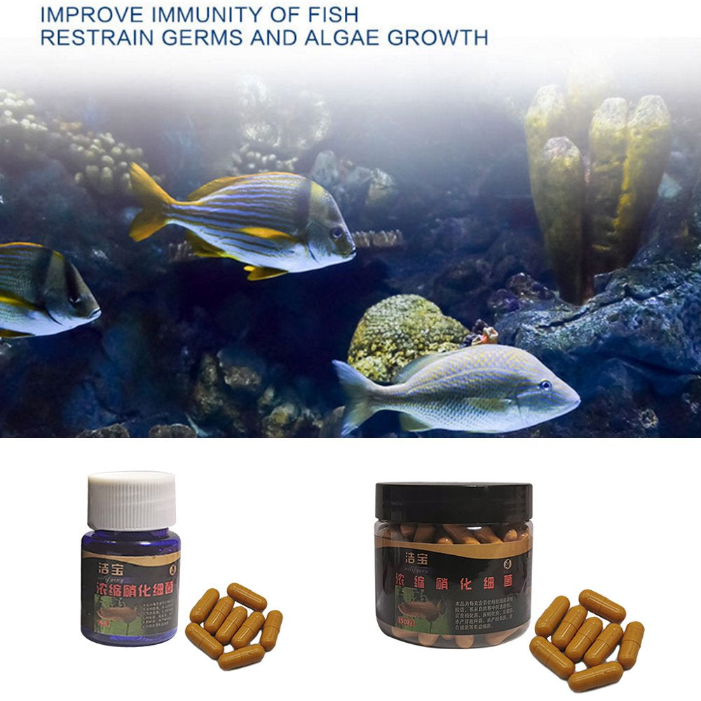 BINYOU Aquarium Nitrifying Bacteria Super Concentrated Capsule Fish Tank Pond Cleaning Water Purifier Supplies