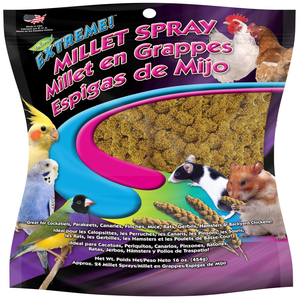 FM Brown Extreme Spray Millet 16 Oz. Animals & Pet Supplies > Pet Supplies > Bird Supplies > Bird Treats FM Browns Sons, Inc   