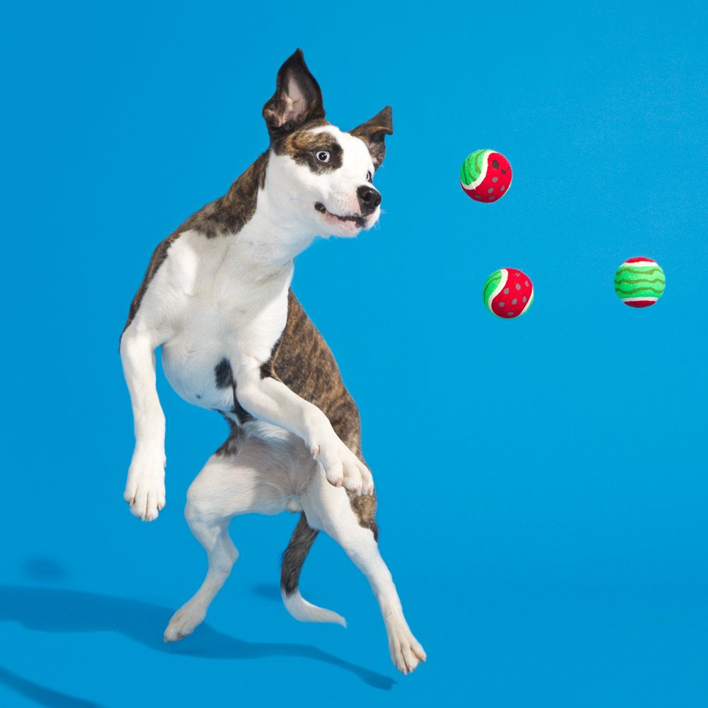 BARK Baller Melons Tennis Ball Dog Toys 3-Pack , for Dogs of All Sizes