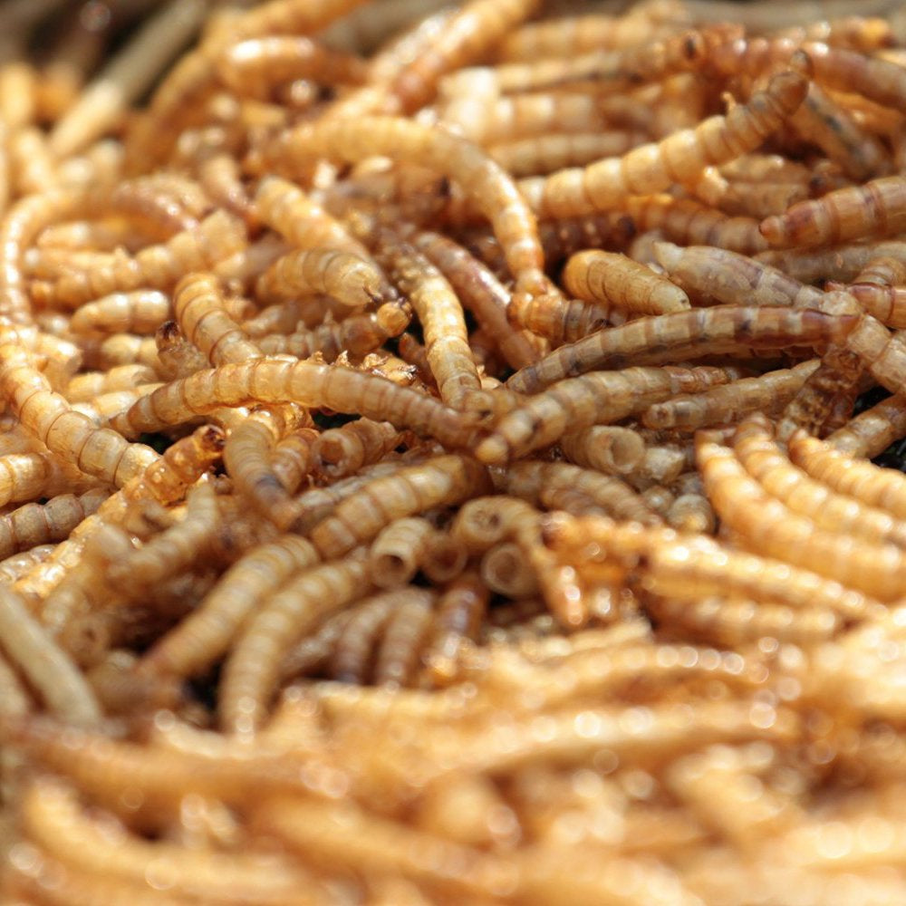 MBTP Bulk Dried Mealworms - Treats for Chickens & Wild Birds (11 Lbs) Animals & Pet Supplies > Pet Supplies > Bird Supplies > Bird Treats Mealworms by the Pound   