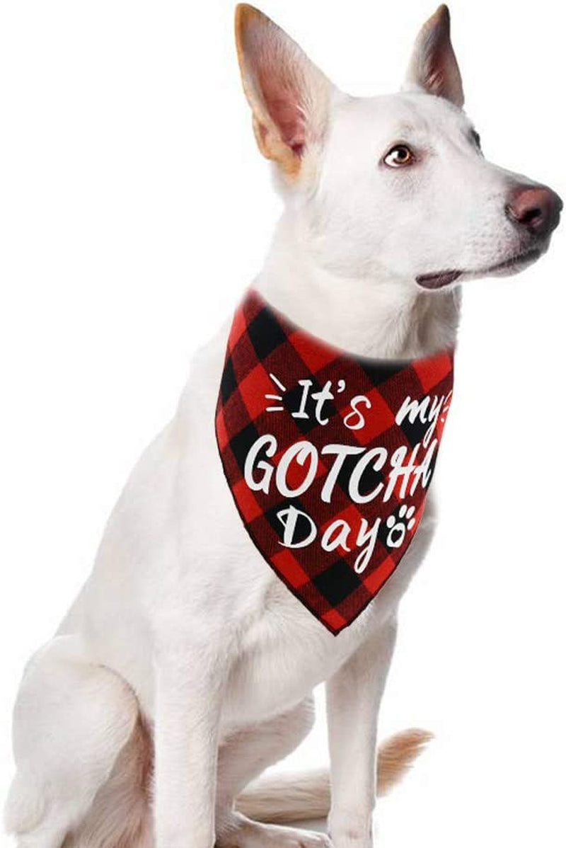 2 Pack It’S My Gotcha Day Print Dog Birthday Bandana for Boys and Girls Scarf Bibs Accessories for Pet Birthday Gift Red and Blue Animals & Pet Supplies > Pet Supplies > Dog Supplies > Dog Apparel Covoroza   