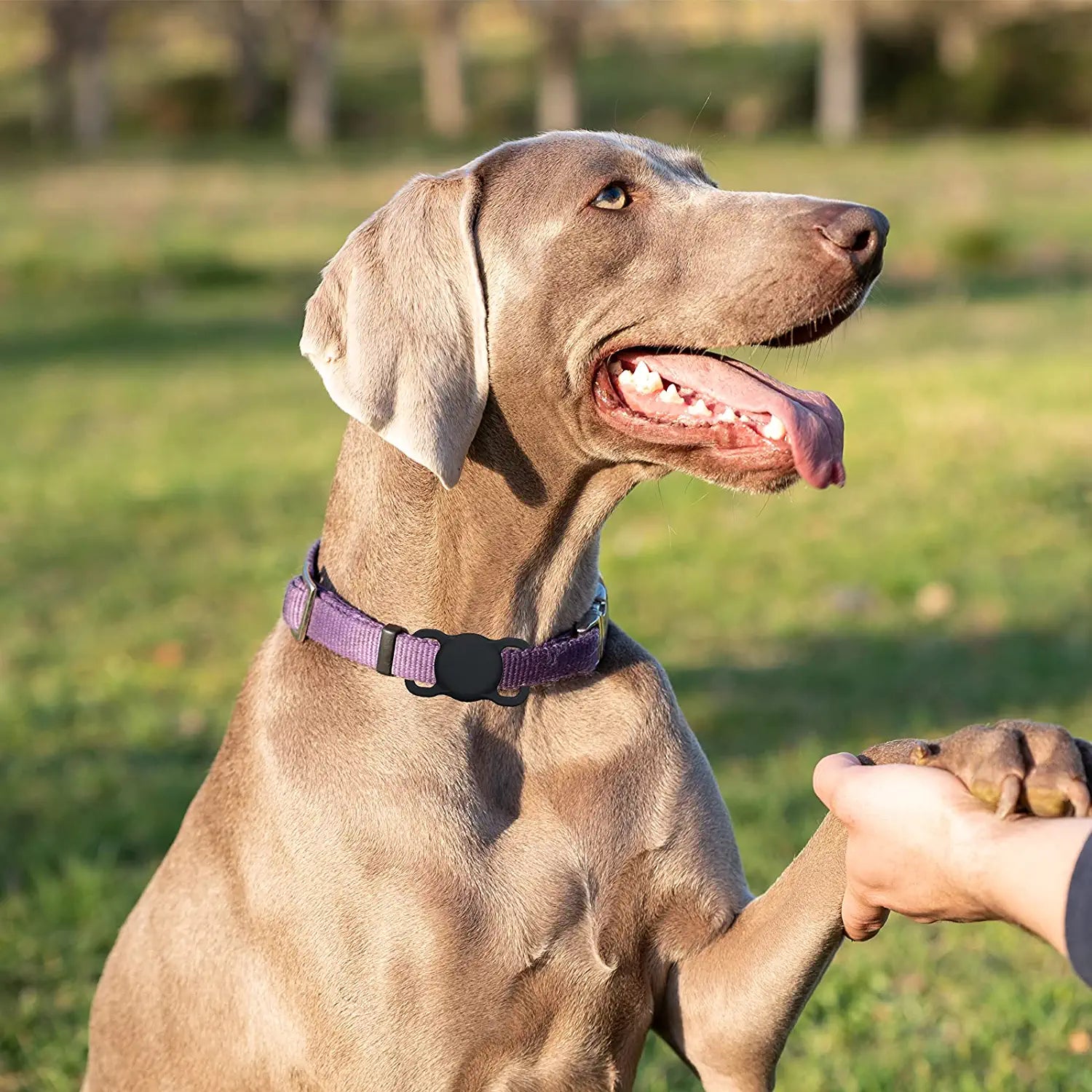 Airtag Holder Compatible Apple Air Tag,2 Pack Silicone Case for Pet Dog Cat Collar and Kid’S School Bag Backpack Black&Orange Electronics > GPS Accessories > GPS Cases JEANUE   