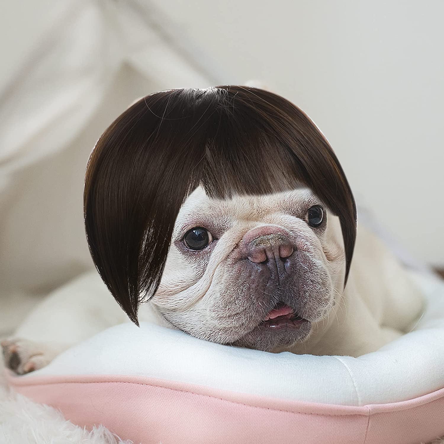 Dog Wig Dog Costume, Funny Dog Cat Cosplay Wig, Dog Costumes Wig for Small Medium and Large Dogs, Hair Wig Dog Dress Up, Dogs Pet Decorations Animals & Pet Supplies > Pet Supplies > Dog Supplies > Dog Apparel Vin Beauty   