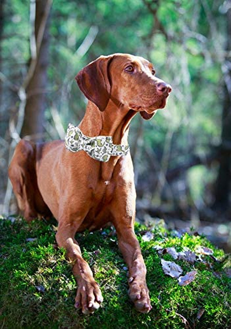 ARING PET Bowtie Dog Collar, Dog Collar with Bow, Adjustable Dog Collars for Small Medium Large Dogs. Animals & Pet Supplies > Pet Supplies > Dog Supplies > Dog Apparel ARING PET   