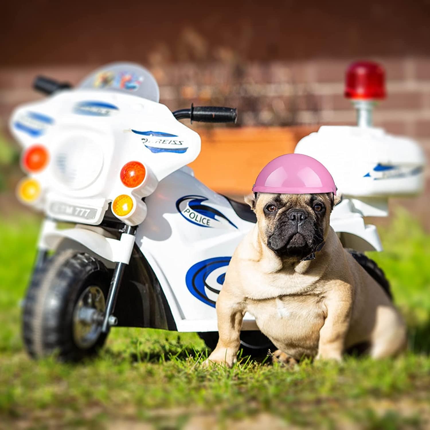 Chihuahua top motorcycle helmet