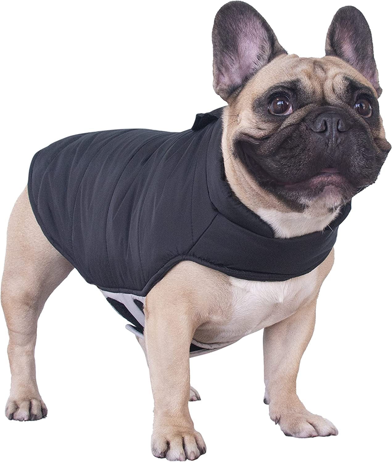 Ichoue French Bulldog Frenchie Winter Coats Dog Jackets Cotton Padded Vests for Pug English Boston Terrier Pitbull - Black/Medium Animals & Pet Supplies > Pet Supplies > Dog Supplies > Dog Apparel iChoue Black Small (Pack of 1) 