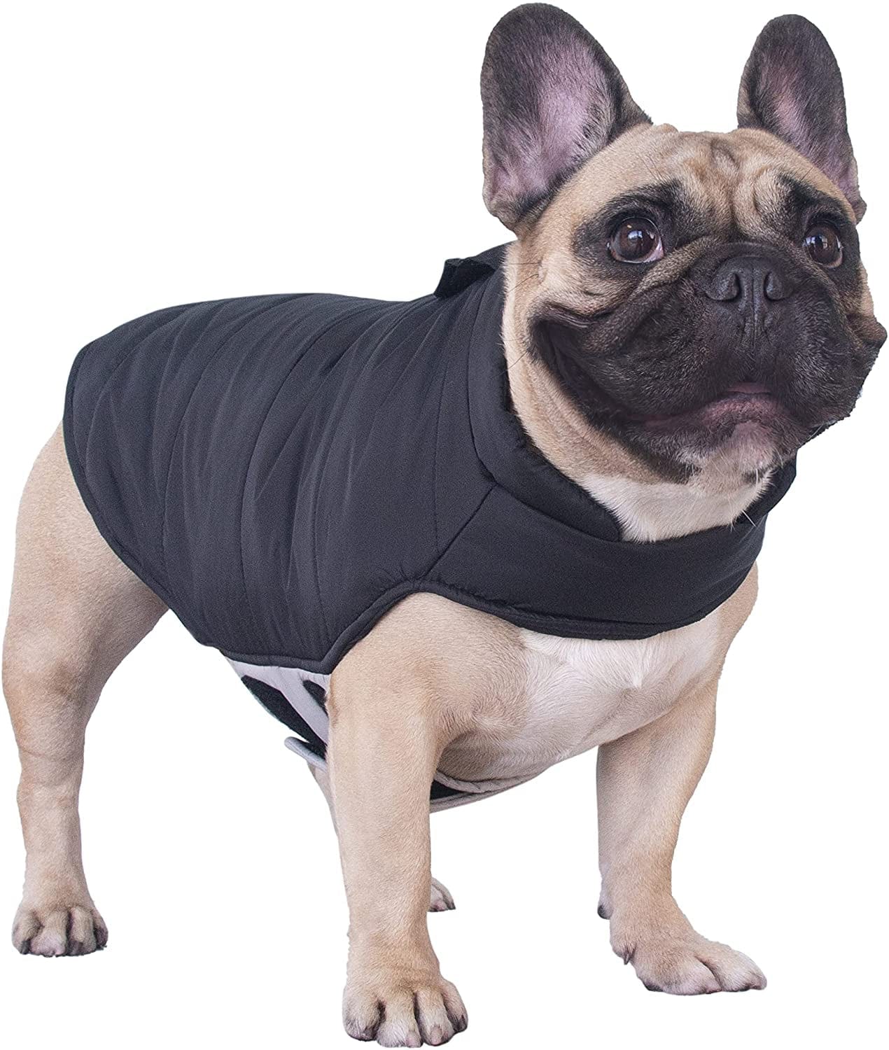 Ichoue French Bulldog Frenchie Winter Coats Dog Jackets Cotton Padded Vests for Pug English Boston Terrier Pitbull - Black/Medium Animals & Pet Supplies > Pet Supplies > Dog Supplies > Dog Apparel iChoue Black Medium (Pack of 1) 