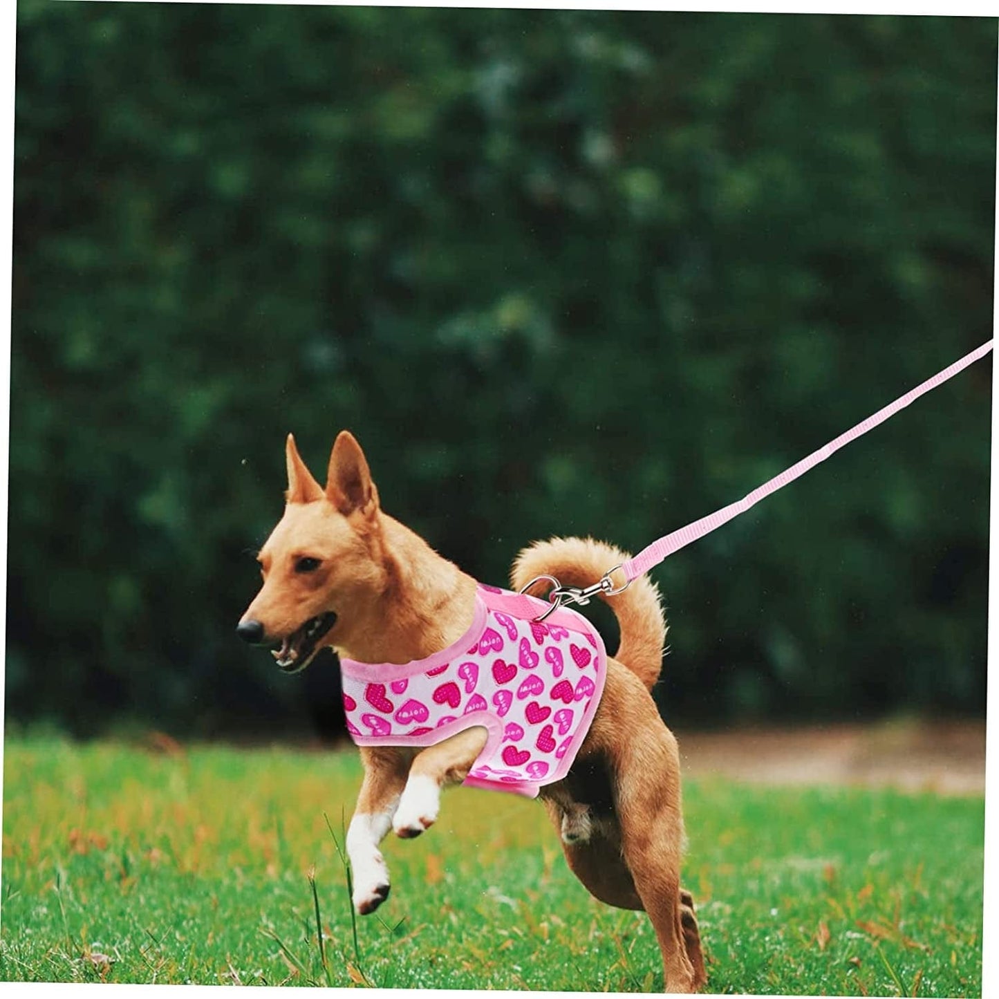 Ipetboom Pet Harness Harness for Small Dogs Running Shirts Running Leash Dog Belt Pet Pullover Clothes Dog Hawaiian Shirt Dog Harness Vest Dog Mesh Harness Strap Dog Mesh Harness Vest Pink Animals & Pet Supplies > Pet Supplies > Dog Supplies > Dog Apparel Ipetboom   