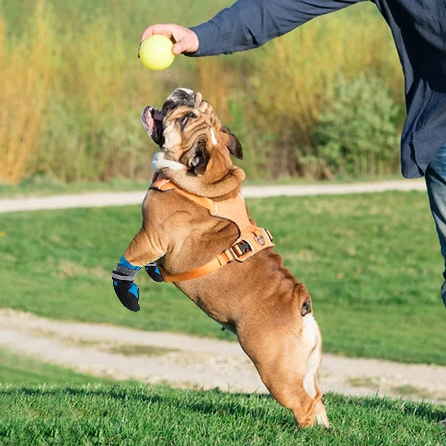 Jodsen Dog Boots, Set of 4 Waterproof Dog Shoes with Reflective Straps Anti-Slip Sole Outdoor Paw Protectors Dog Shoes for Small Medium Dogs Autumn Winter, Blue (M) Animals & Pet Supplies > Pet Supplies > Dog Supplies > Dog Apparel Jodsen   
