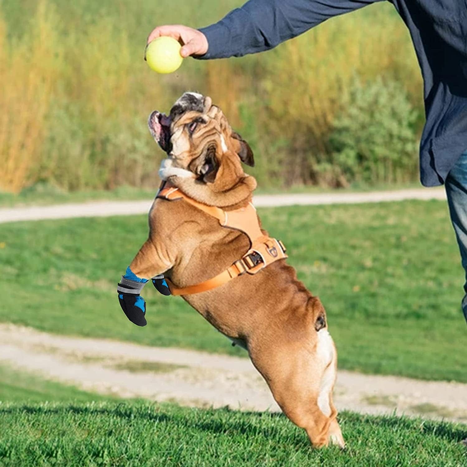 Jodsen Dog Boots, Set of 4 Waterproof Dog Shoes with Reflective Straps Anti-Slip Sole Outdoor Paw Protectors Dog Shoes for Small Medium Dogs Autumn Winter, Blue (M) Animals & Pet Supplies > Pet Supplies > Dog Supplies > Dog Apparel Jodsen   