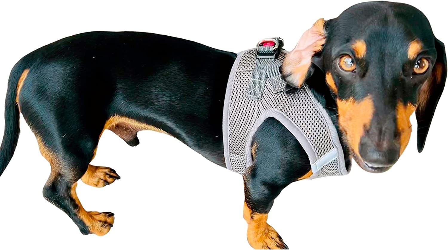 Milano Brands Set Dog Leash Retractable - with Poop Bags Dispenser/Dog Vest Harness/Step In/Air Mesh/Pull Free Animals & Pet Supplies > Pet Supplies > Dog Supplies > Dog Apparel Milano Brands   