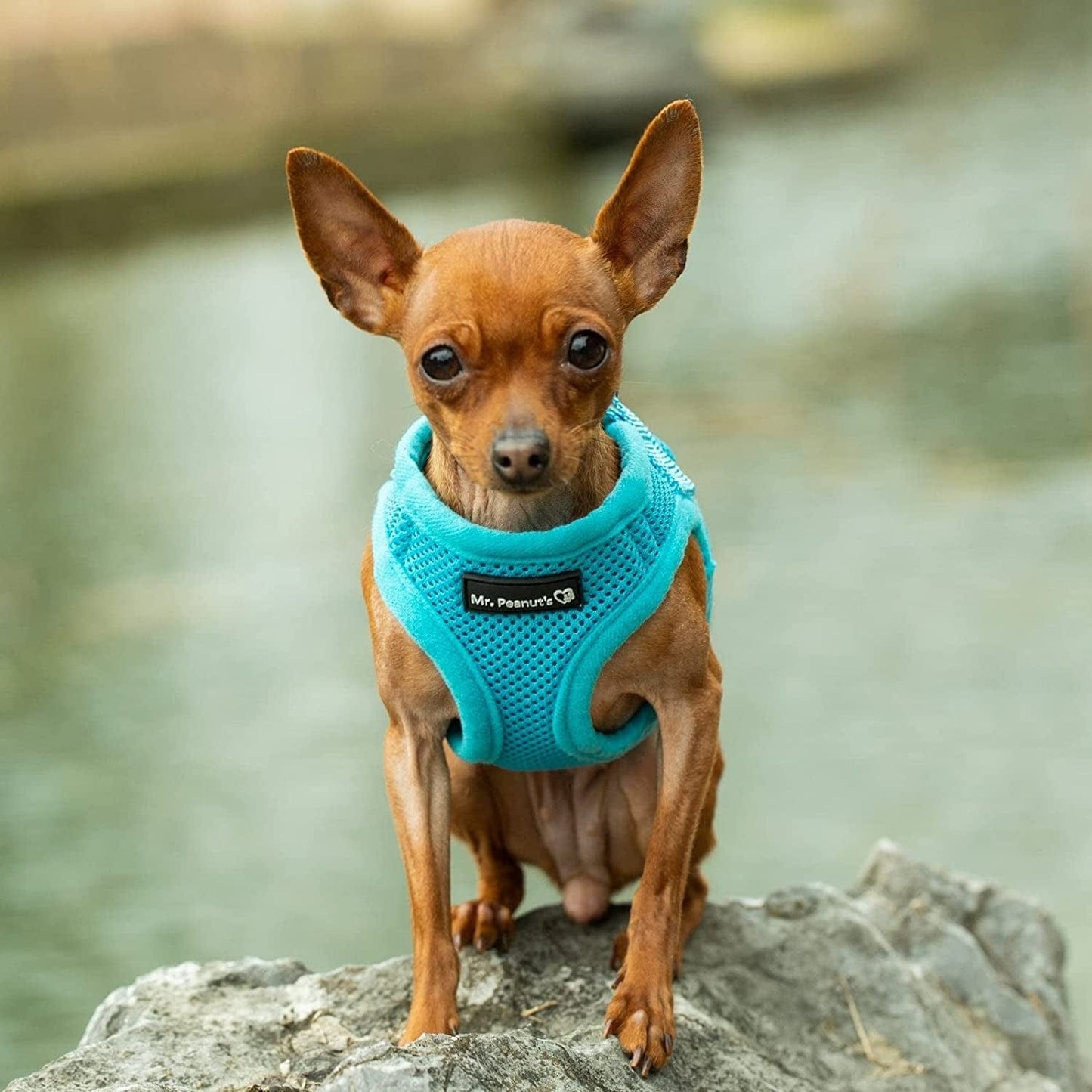 Mr. Peanut'S Puptrek Small Dog/Cat Soft Mesh Step in Harness Vest (Extra Small, Camo) Animals & Pet Supplies > Pet Supplies > Dog Supplies > Dog Apparel Mr. Peanut's Blue Small 