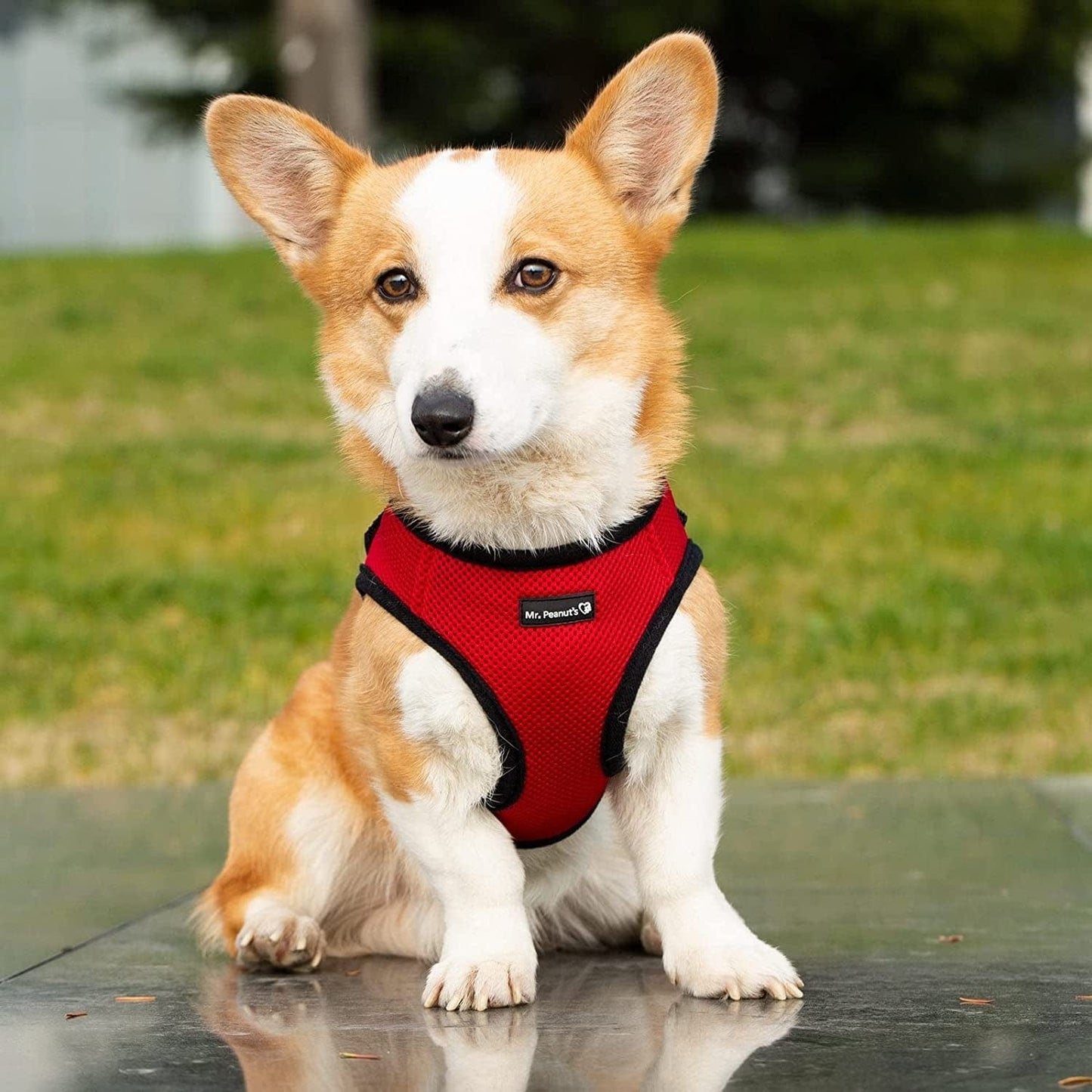 Mr. Peanut'S Puptrek Small Dog/Cat Soft Mesh Step in Harness Vest (Extra Small, Camo) Animals & Pet Supplies > Pet Supplies > Dog Supplies > Dog Apparel Mr. Peanut's Red Small 