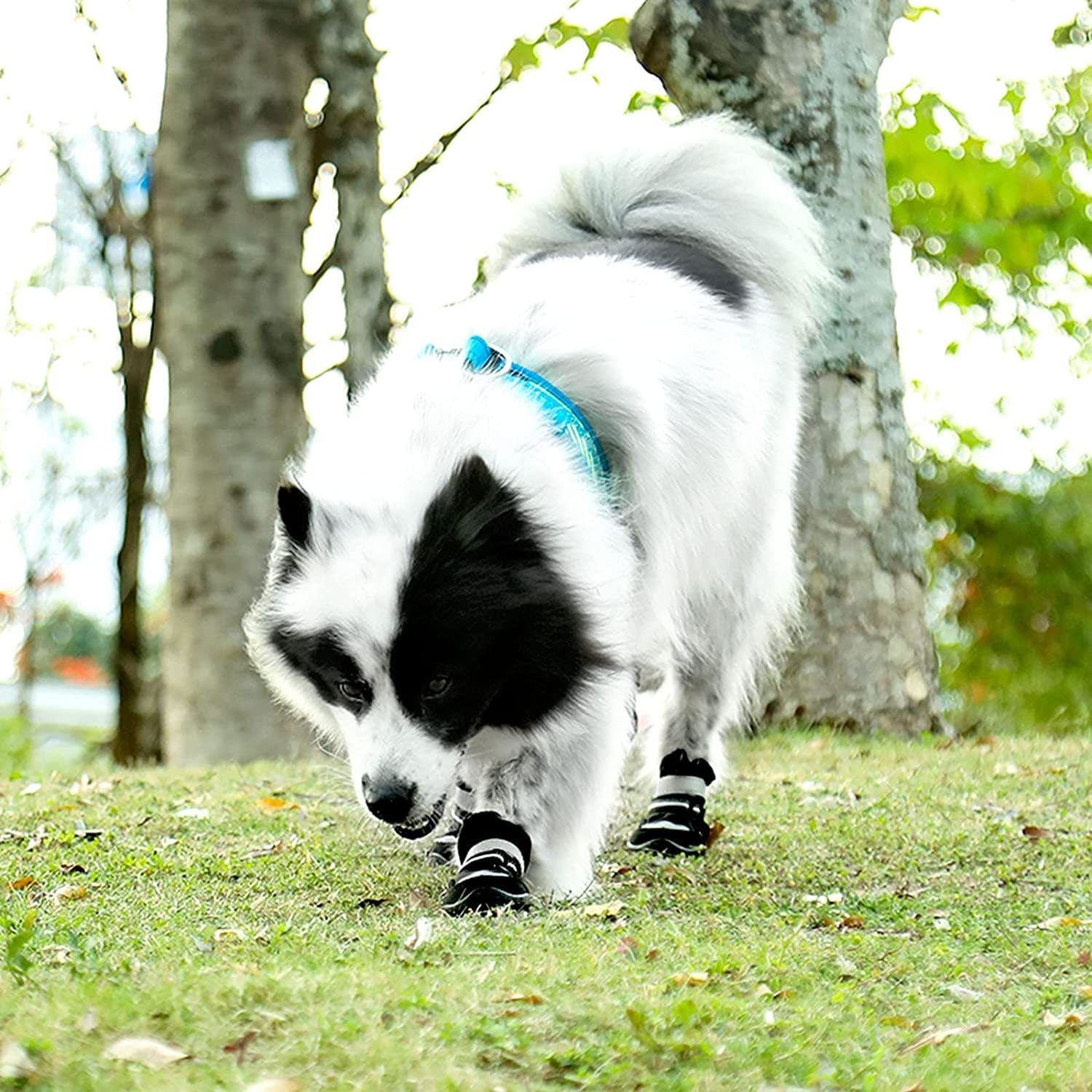 Petbank Dog Shoes, Dog Boots Paw Protectors for Dogs Rugged Anti-Slip Sole, Dog Shoes for Large Dogs with Reflective Strips, Dog Protector Boots Black 4Pcs(7#:3.26"X2.75"(L*W) Animals & Pet Supplies > Pet Supplies > Dog Supplies > Dog Apparel Petbank   