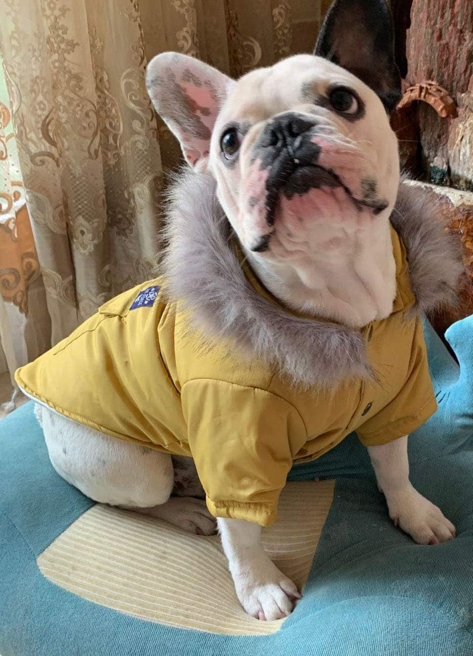 Petbobo Cat Dog Doggie down Jacket Hoodie Coat Pet Clothes Warm Clothing for Small Dogs Winter (S, Yellow) Animals & Pet Supplies > Pet Supplies > Dog Supplies > Dog Apparel PetBoBo   