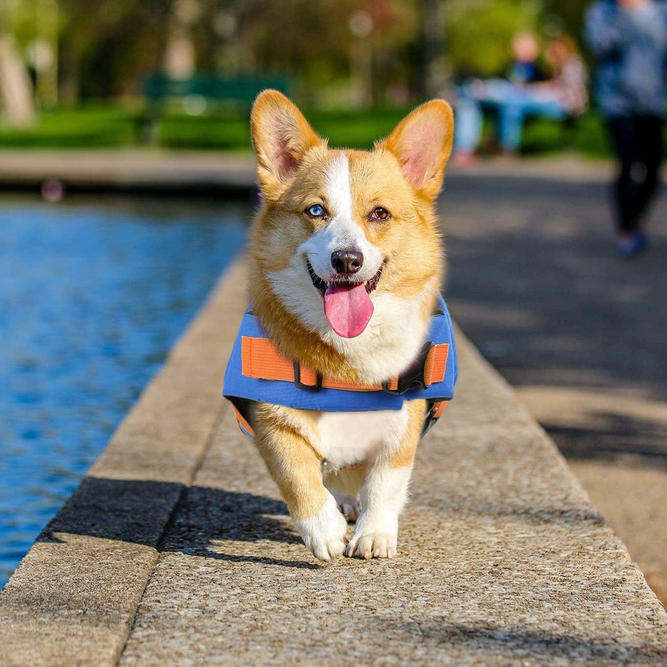 Corgi shark life on sale jacket