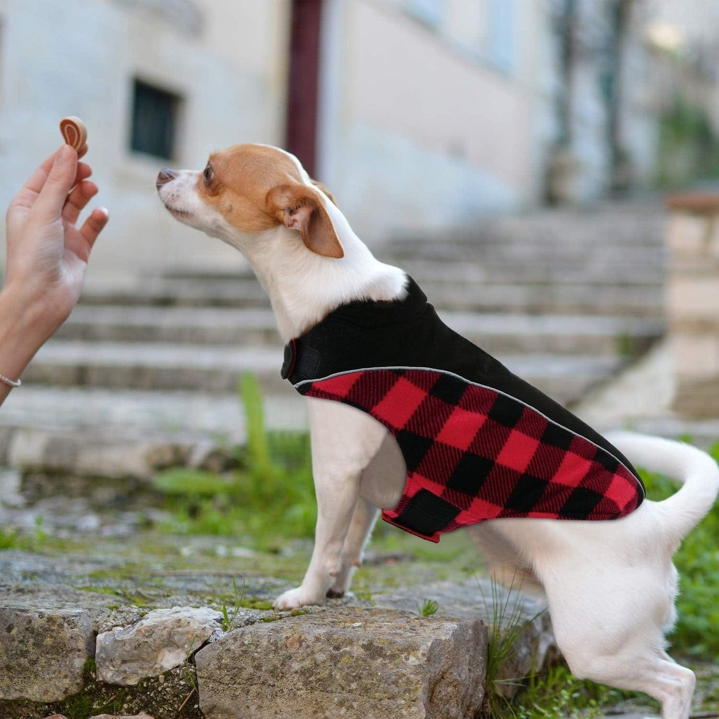 Queenmore Warm Dog Jacket, Reversible Dog Winter Coat, Reflective Windproof Waterproof Dog Clothes for Winter, Plaid Dog Coats for Small Medium Large Dogs Boy Girl Dogs, Red, M Animals & Pet Supplies > Pet Supplies > Dog Supplies > Dog Apparel Queenmore   