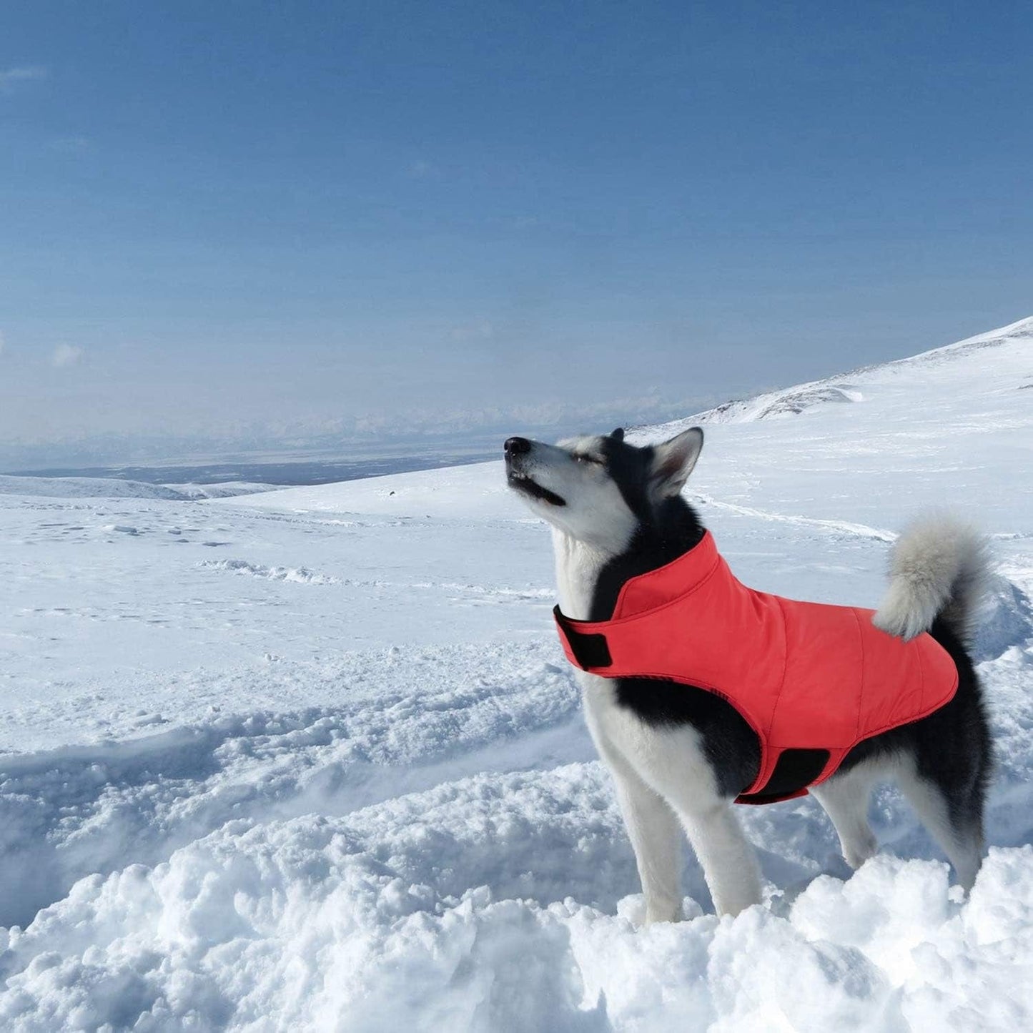 Queenmore Warm Dog Jacket, Reversible Dog Winter Coat, Reflective Windproof Waterproof Dog Clothes for Winter, Plaid Dog Coats for Small Medium Large Dogs Boy Girl Dogs, Red, M Animals & Pet Supplies > Pet Supplies > Dog Supplies > Dog Apparel Queenmore   