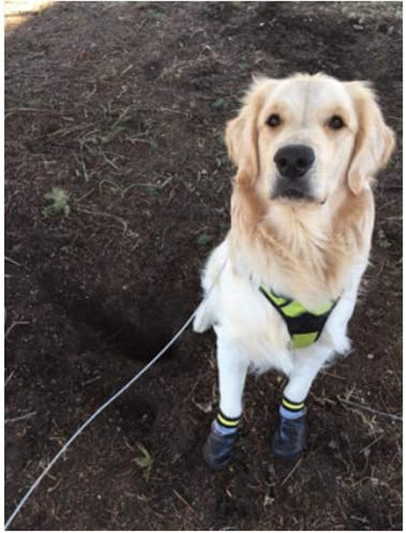 Anti Slip Dog Socks 2 Pairs - Dog Grip Socks With Straps Traction