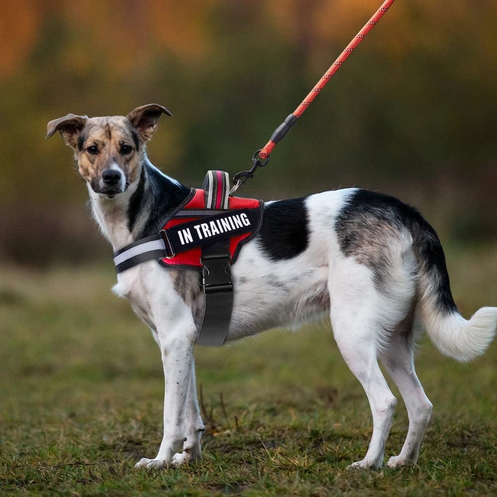 Service Dog Vest Harness and Leash Set, Animire in Training Dog Harness with 8 Dog Patches, Reflective Dog Leash with Soft Padded Handle for Small, Medium, Large, and Extra-Large Dogs Animals & Pet Supplies > Pet Supplies > Dog Supplies > Dog Apparel Animire   