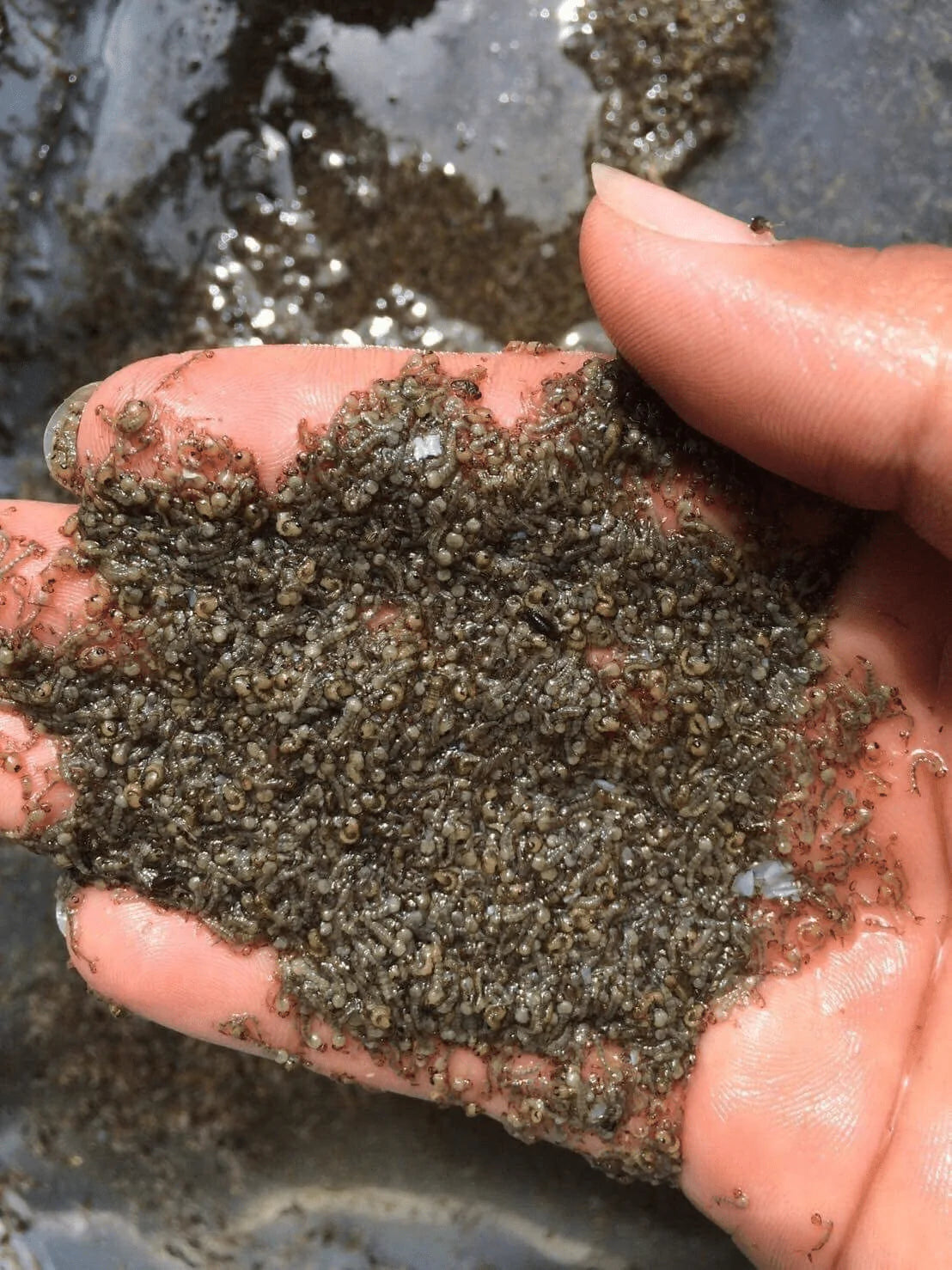 Siam Live Aquarium 75G Mosquito Larvae UHT Fish Food for Betta,Killifish and All Types of Fish Animals & Pet Supplies > Pet Supplies > Reptile & Amphibian Supplies > Reptile & Amphibian Food Siam Live Aquarium   