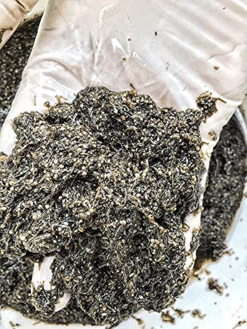 Siam Live Aquarium 75G Mosquito Larvae UHT Fish Food for Betta,Killifish and All Types of Fish Animals & Pet Supplies > Pet Supplies > Reptile & Amphibian Supplies > Reptile & Amphibian Food Siam Live Aquarium   