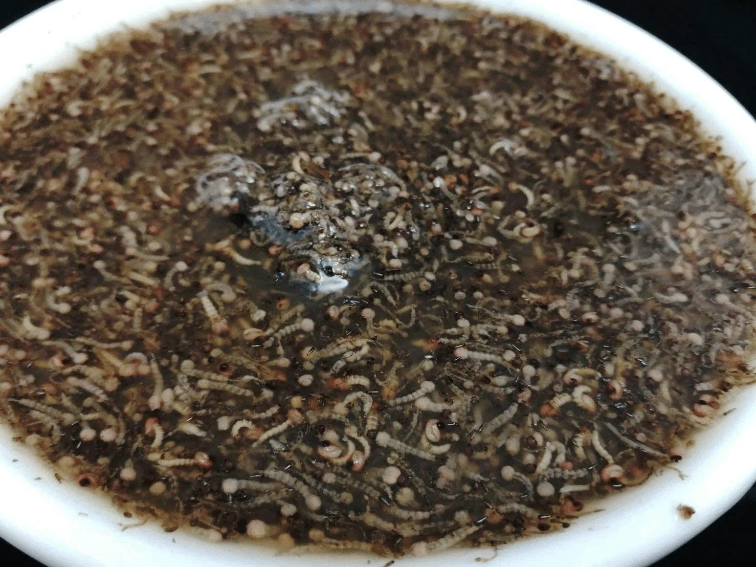 Siam Live Aquarium 75G Mosquito Larvae UHT Fish Food for Betta,Killifish and All Types of Fish Animals & Pet Supplies > Pet Supplies > Reptile & Amphibian Supplies > Reptile & Amphibian Food Siam Live Aquarium   