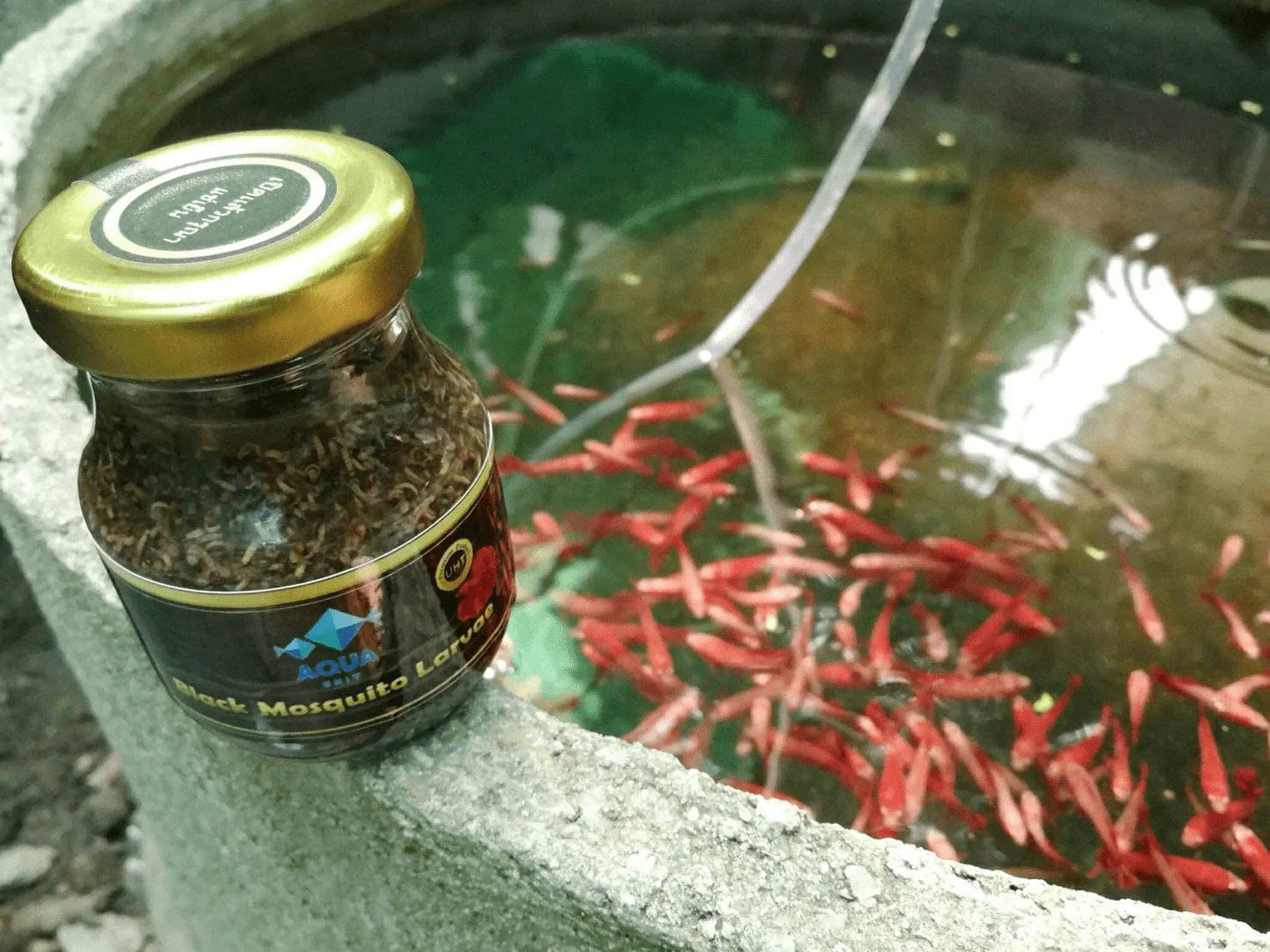 Siam Live Aquarium 75G Mosquito Larvae UHT Fish Food for Betta,Killifish and All Types of Fish Animals & Pet Supplies > Pet Supplies > Reptile & Amphibian Supplies > Reptile & Amphibian Food Siam Live Aquarium   